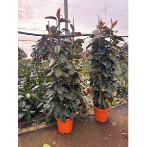FIC EL ROBUSTA
