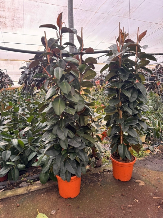 FIC EL ROBUSTA