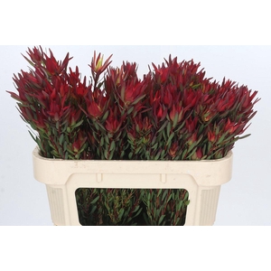 Leucadendron Blush Spray