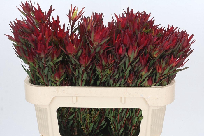 Leucadendron Blush Spray