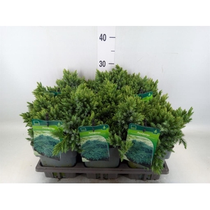 Juniperus squamata 'Blue Star'
