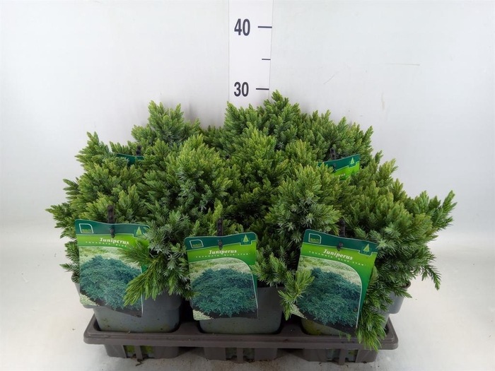 <h4>Juniperus squamata 'Blue Star'</h4>