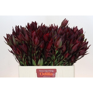 Leucadendron Saf Sunset Dark R.Spray