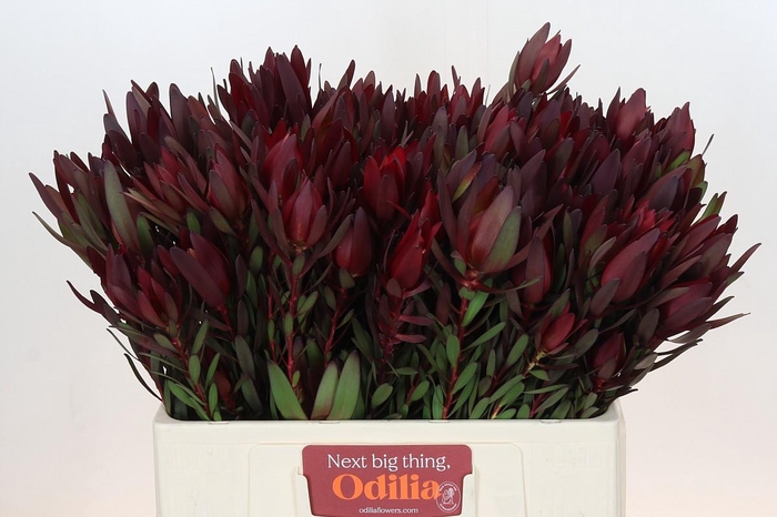 Leucadendron Saf Sunset Dark R.Spray