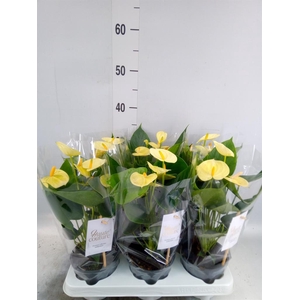 Anthurium andr. 'Vanilla'