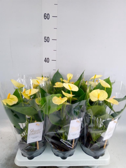 <h4>Anthurium andr. 'Vanilla'</h4>