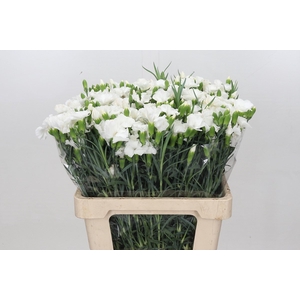 Dianthus Sp Solomio Ard