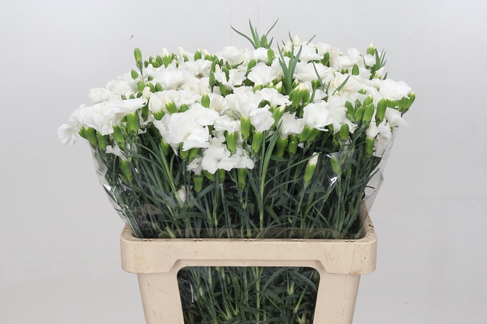 <h4>Dianthus Sp Solomio Ard</h4>