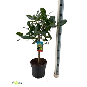 FICUS BENGHALENSIS