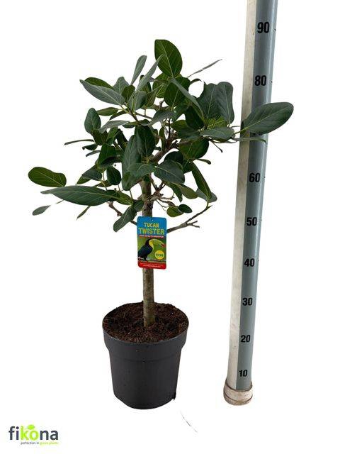 FICUS BENGHALENSIS