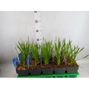 Allium senescens