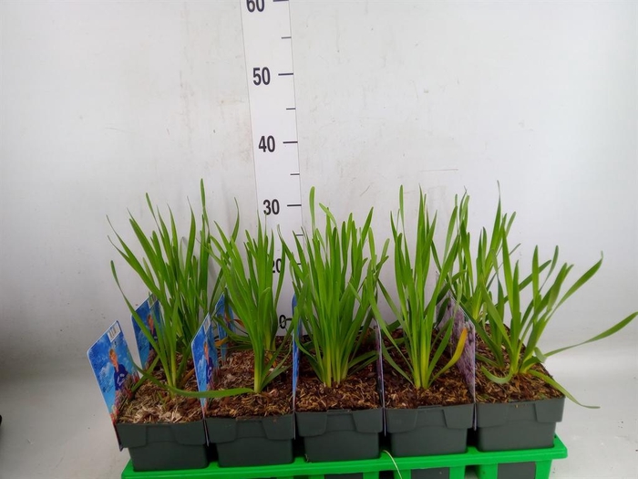 <h4>Allium senescens</h4>