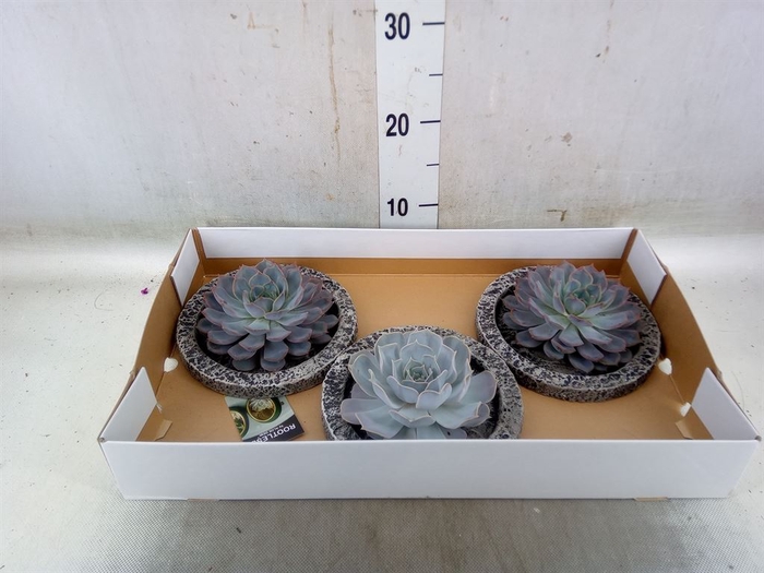 <h4>Arr.  Succulents L%</h4>