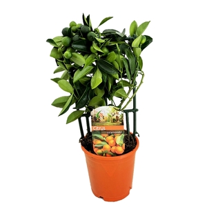 Citrus calamondin