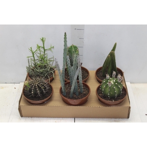 CACTUS VARIADO P15