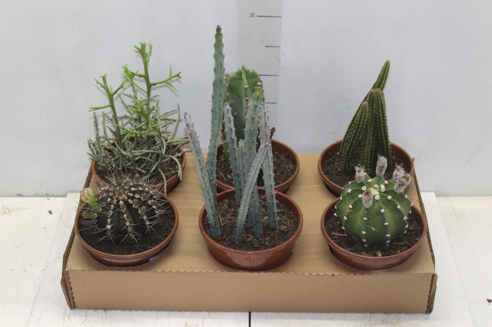 <h4>CACTUS VARIADO P15</h4>