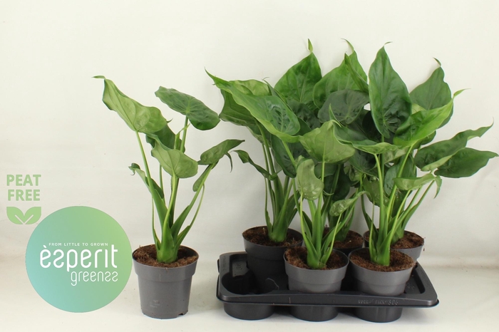 <h4>ALOC CUCULLATA</h4>