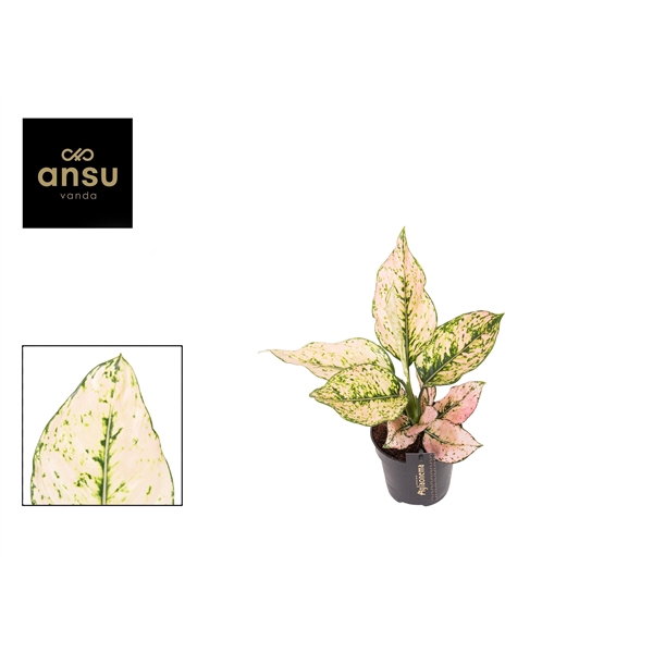 <h4>Aglaonema Rosy</h4>