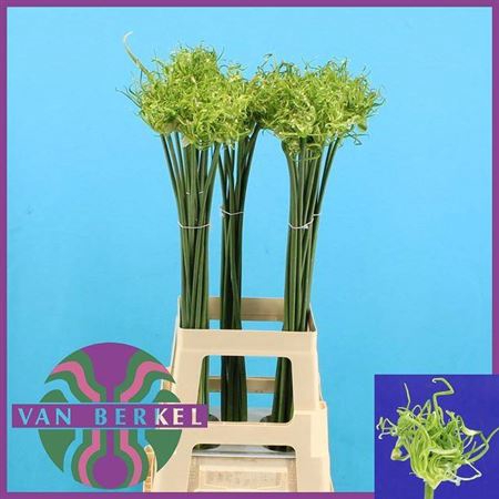 <h4>Allium Fido Dido 80</h4>