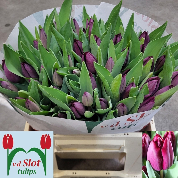 <h4>TU EN CAVIAR</h4>