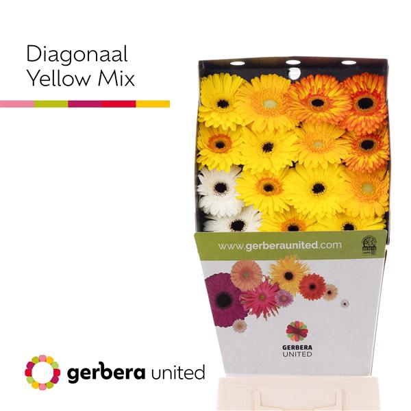 <h4>Ge Gr Mix Yellow Diamond United</h4>