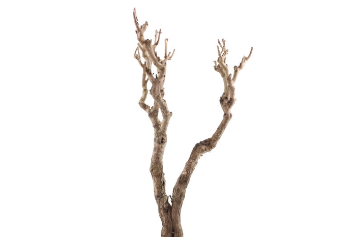 Syringa Branch Extra Conradi