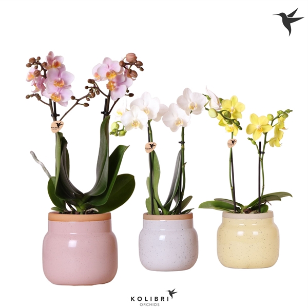<h4>Phalaenopsis gemengd</h4>
