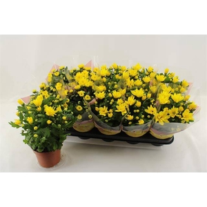 Chrysanthemum Spiderman 12Ø 26cm 3pp