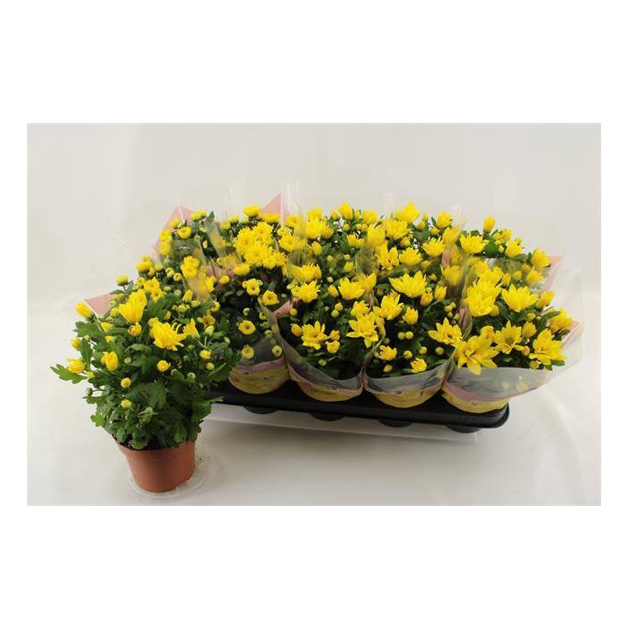 <h4>Chrysanthemum Spiderman 12Ø 26cm 3pp</h4>