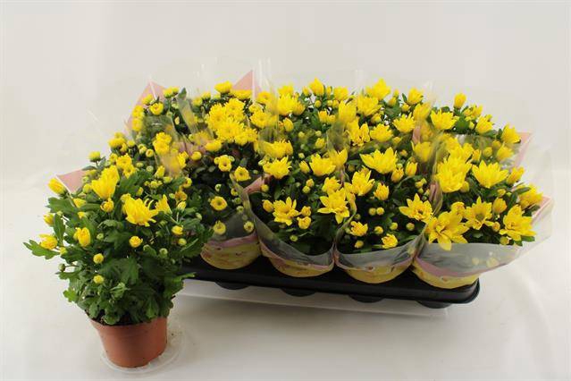 Chrysanthemum Spiderman 12Ø 26cm 3pp