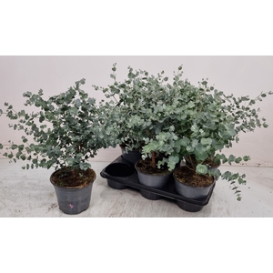 EUCAL GUNNII