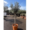 Olea europaea (Olijf) C40