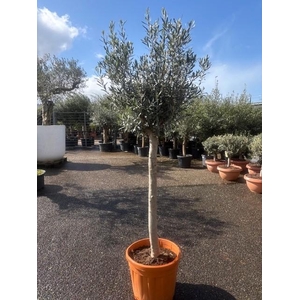 Olea europaea (Olijf) C40