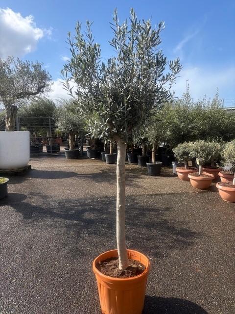 <h4>Olea europaea (Olijf) C40</h4>