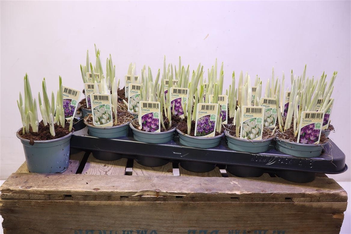 <h4>arr8 Crocus Gem</h4>