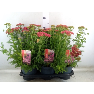 Achillea millef.