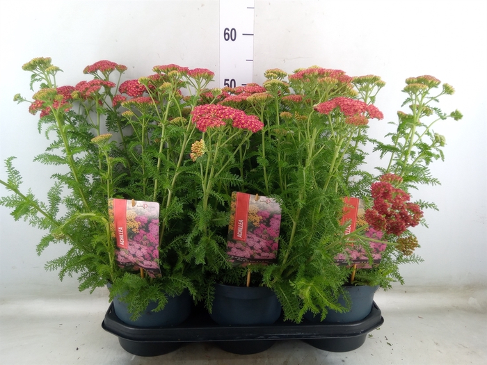 <h4>Achillea millef.</h4>
