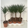 Dra Marginata