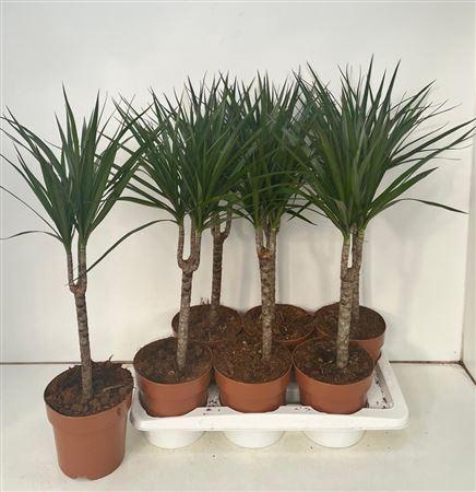 Dra Marginata
