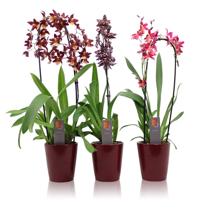 <h4>Inca Orchid mix Red 1 spike incl. cascade in Zoe ceramics</h4>