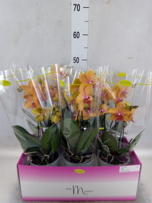 <h4>Phalaenopsis   ...orange</h4>