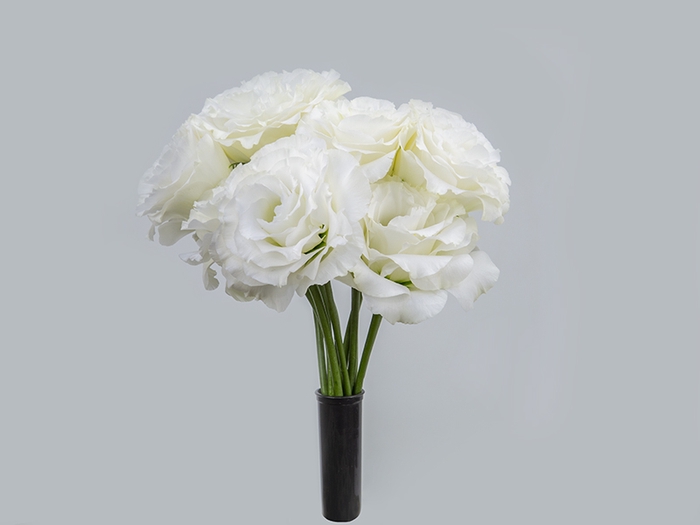 LISIANTHUS FLOR CROMA III SILKY WHITE BRANCO