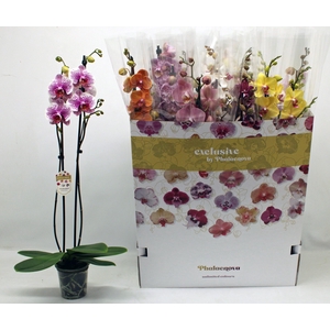 PHAL GEM 10 KL