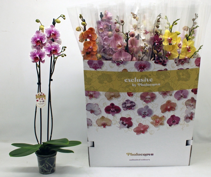 <h4>PHAL GEM 10 KL</h4>