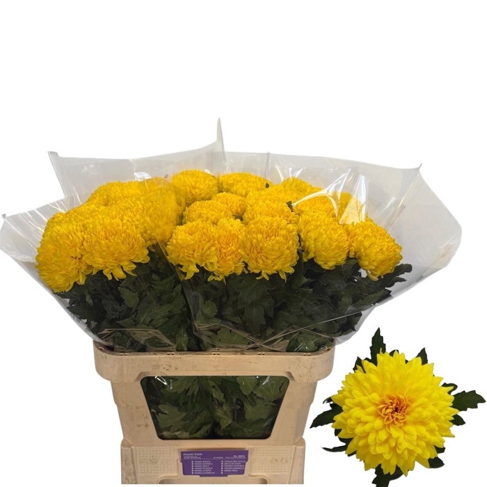<h4>CHR G YE DARK YELLOW</h4>