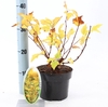 Physocarpus opulifolius Darts Gol