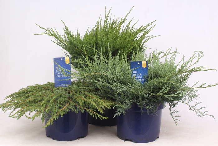 <h4>Juniperus</h4>
