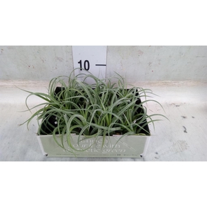 Tillandsia