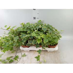 Hedera helix 'Goldchild'