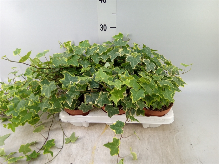 <h4>Hedera helix 'Goldchild'</h4>